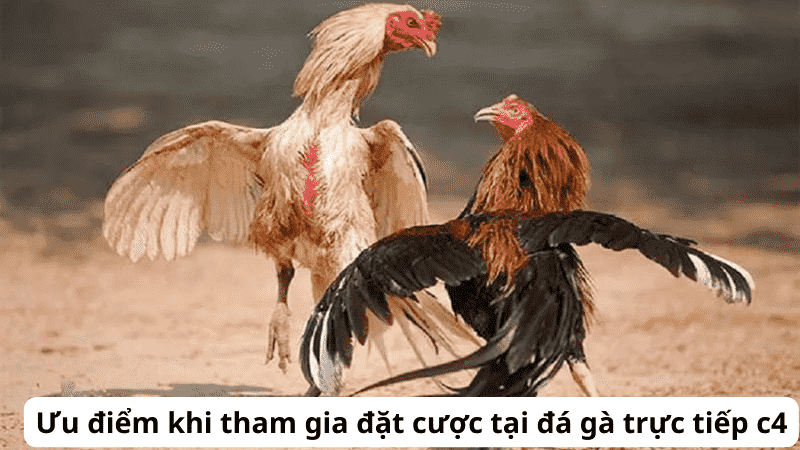 Giới thiệu về đá gà trực tiếp c4